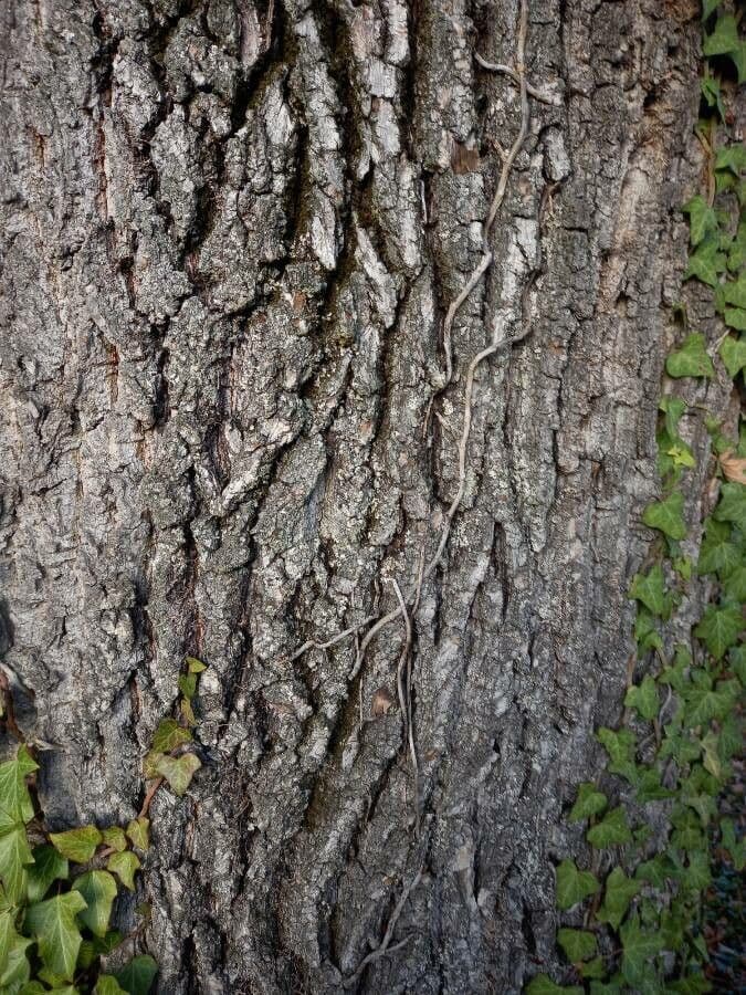 Quercia comune 24