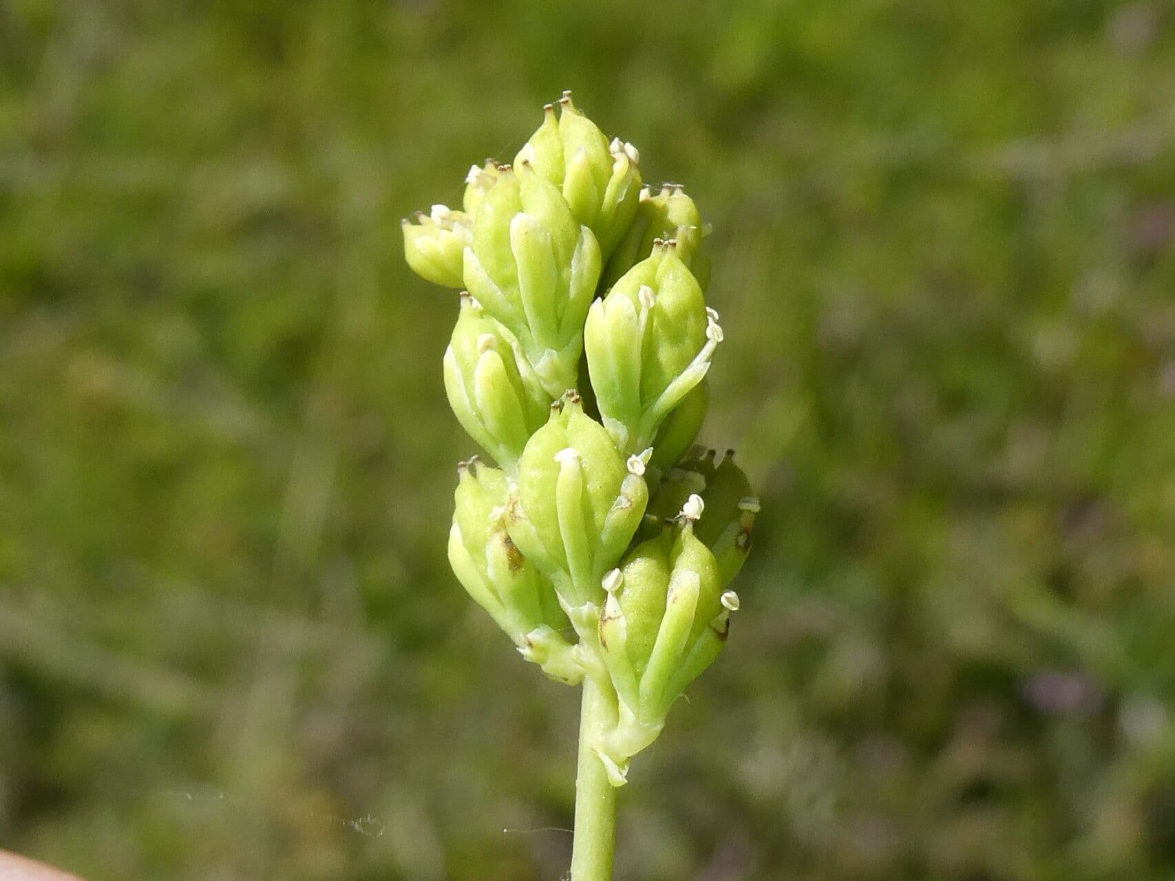 Tofieldia comune