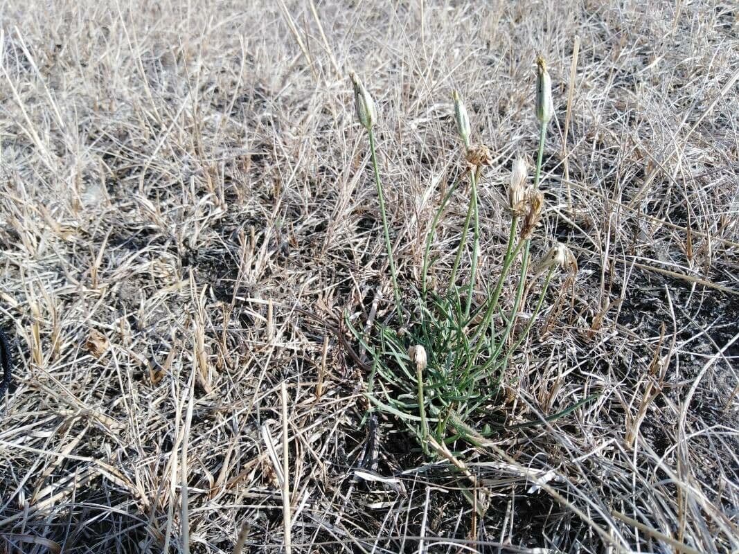Scorzonera laciniata 2