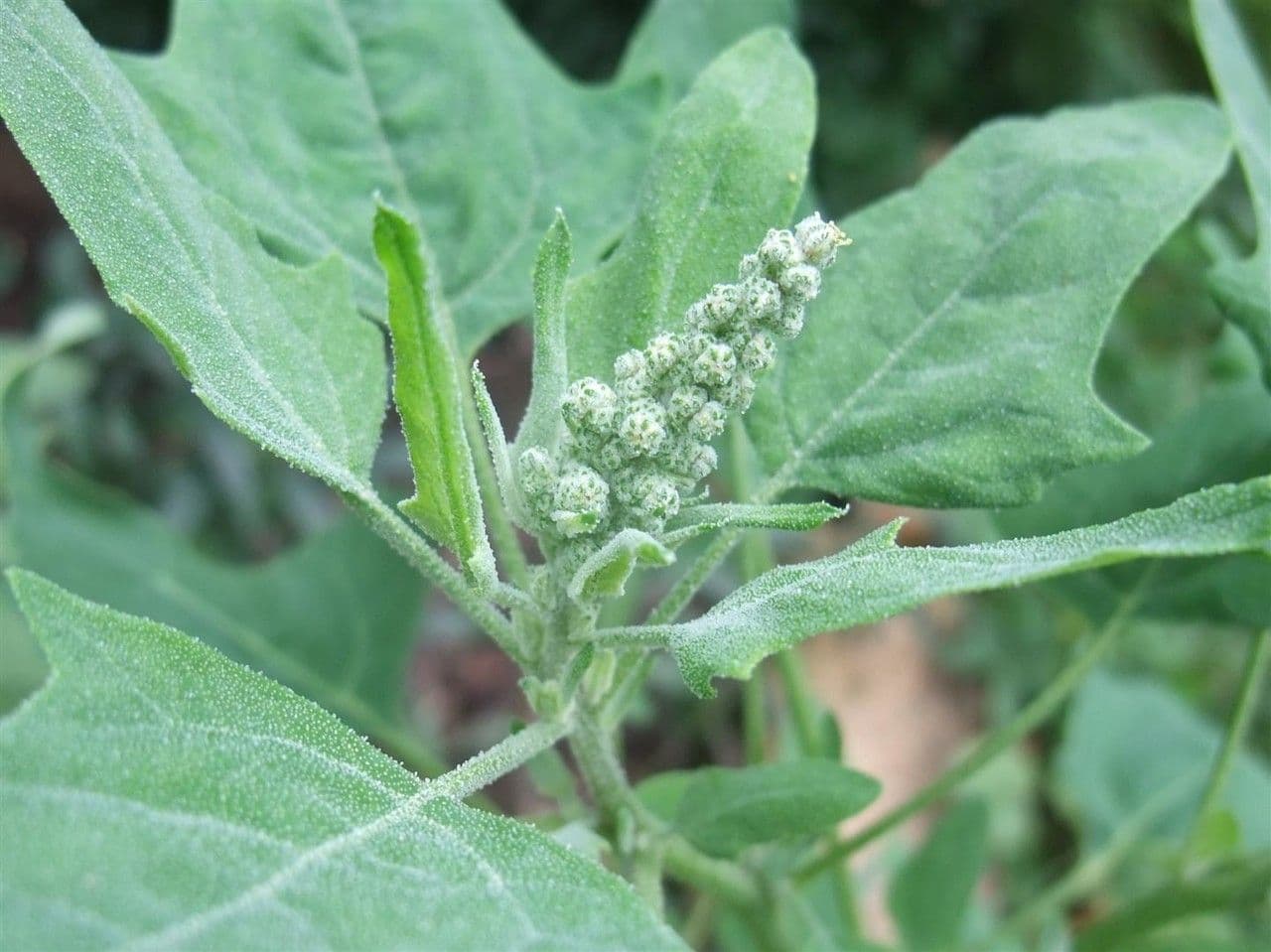 Quinoa 9