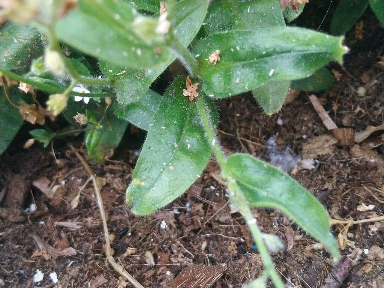 Plagiobothrys chorisianus 7
