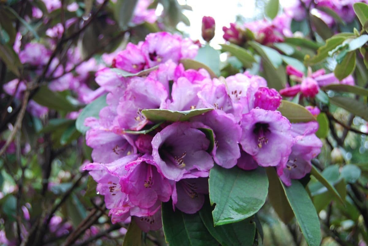 Rododendro 2