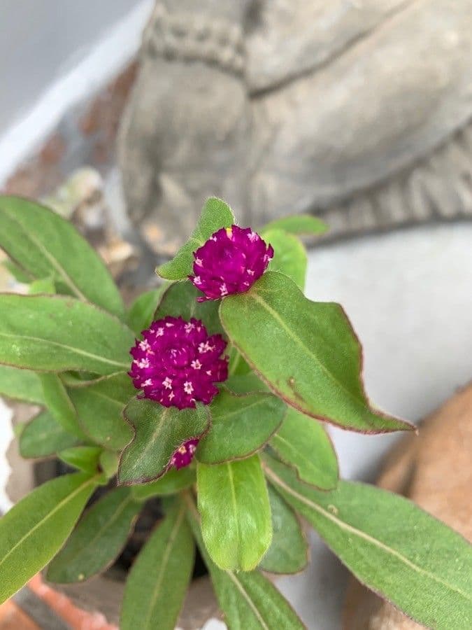 Gomphrena serrata 5