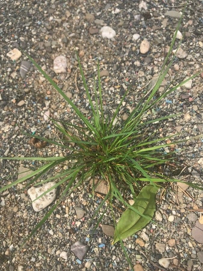 Arabian grass 10