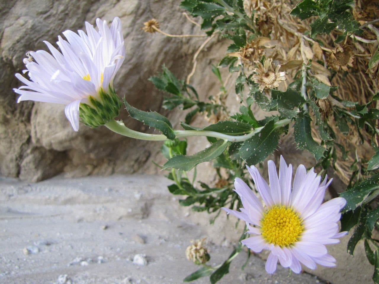 Xylorhiza 3