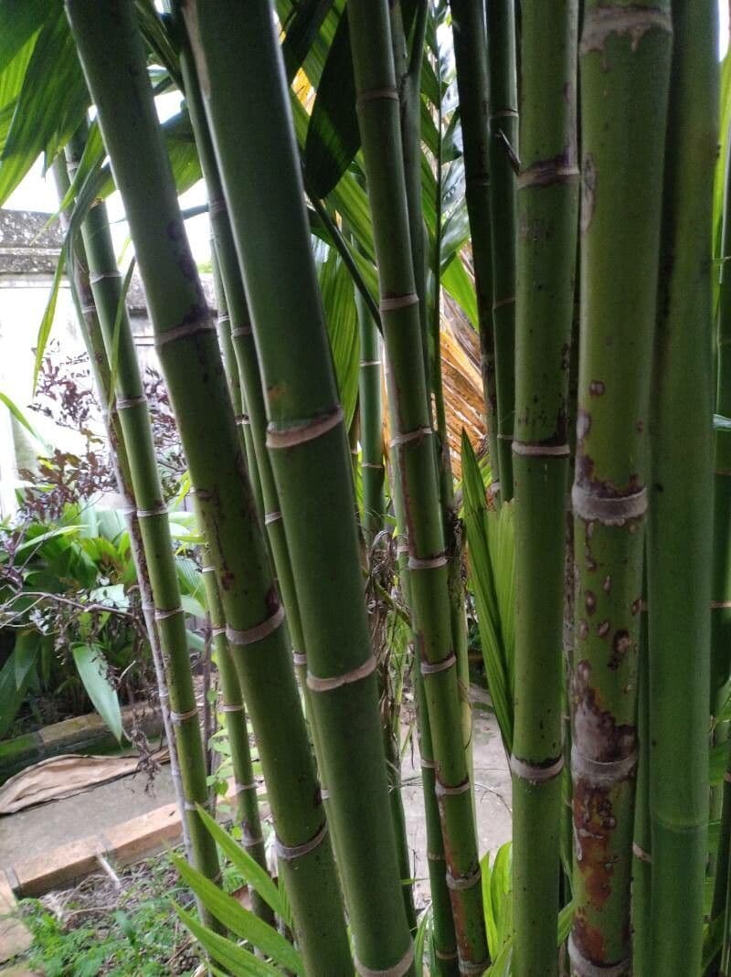 Areca 24