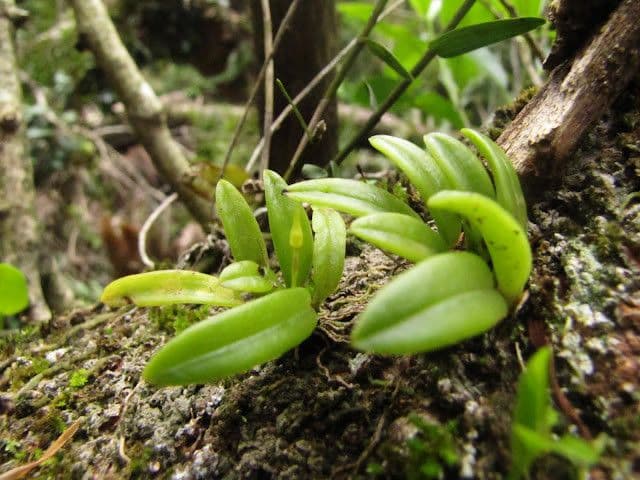 Bulbophyllum 2