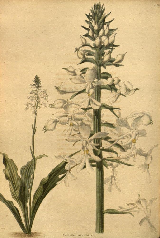 Calanthe 22