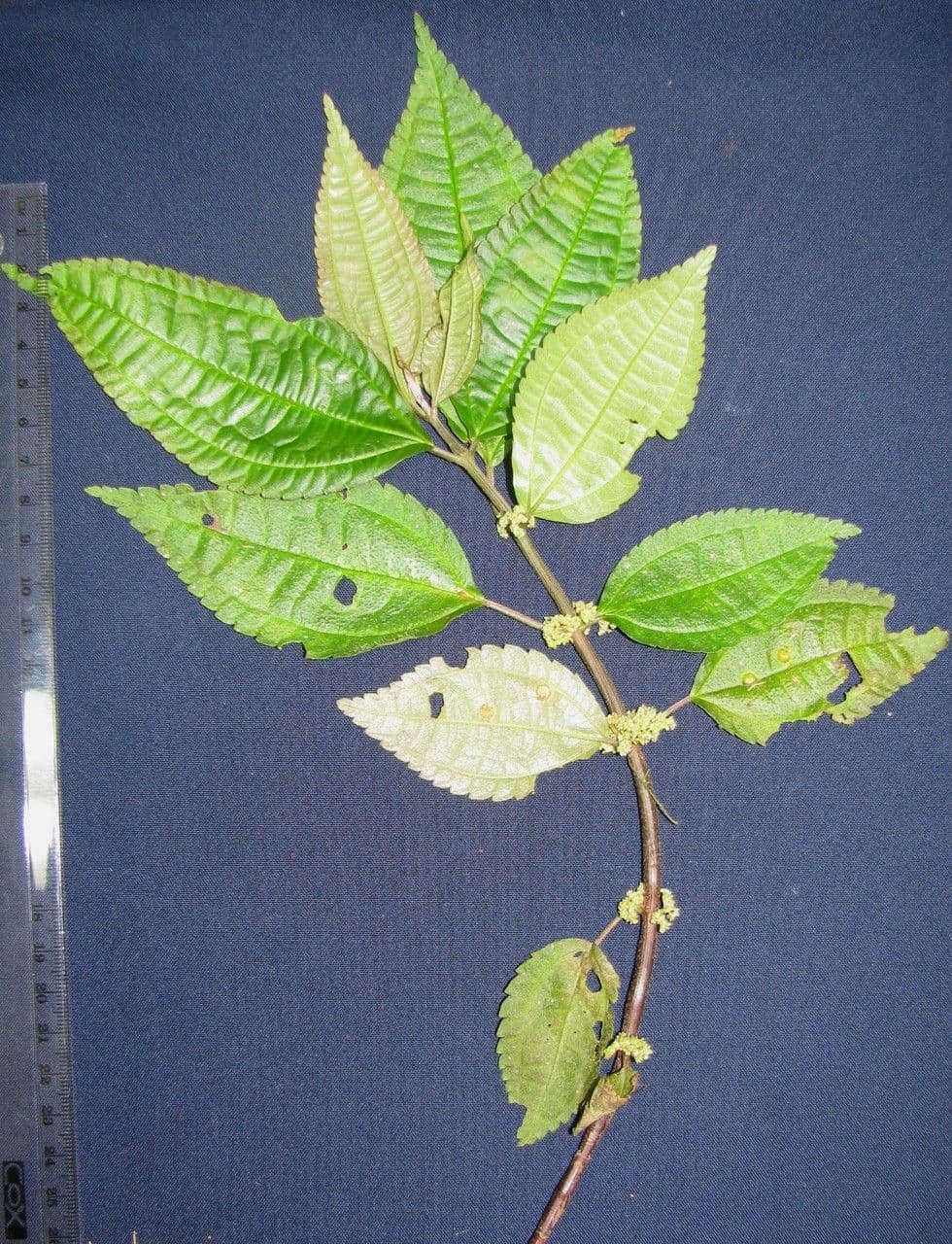 Pilea 9