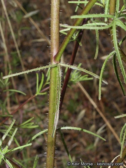 Cordylanthus rigide 14