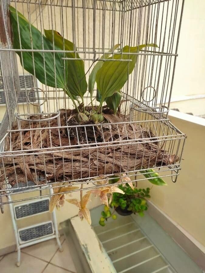 Stanhopea 8