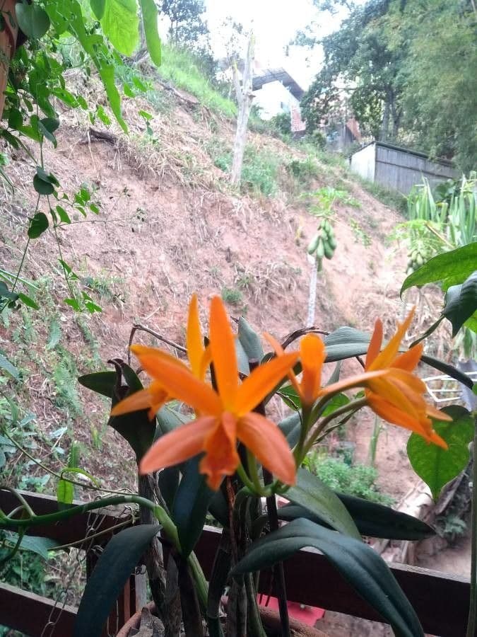 Scaphyglottis 3