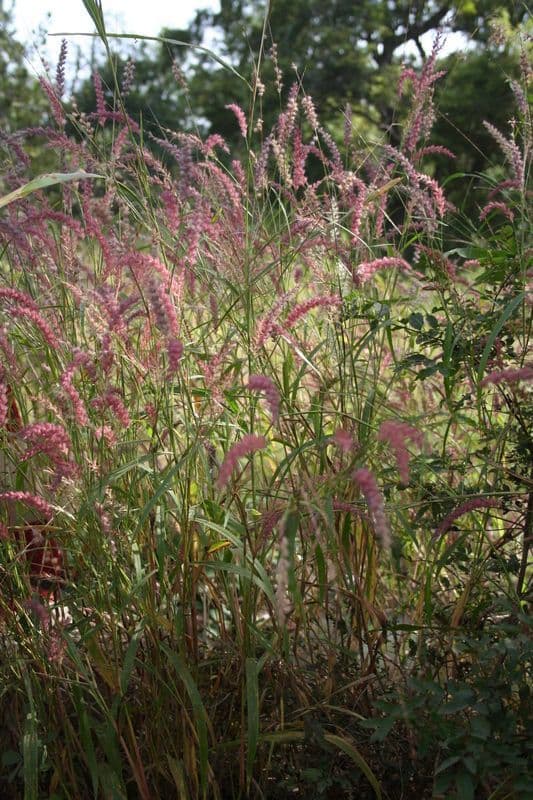 Erba fontana pelosa 8