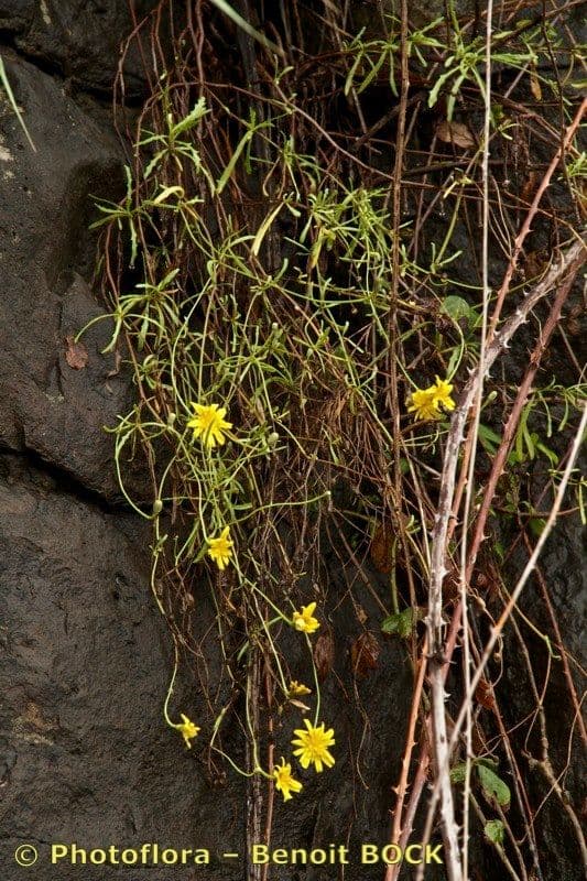 Tolpis 6