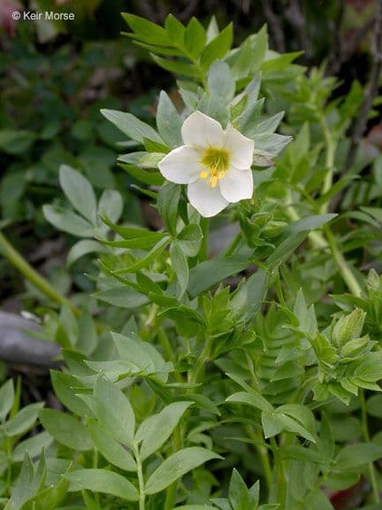 Polemonium 8