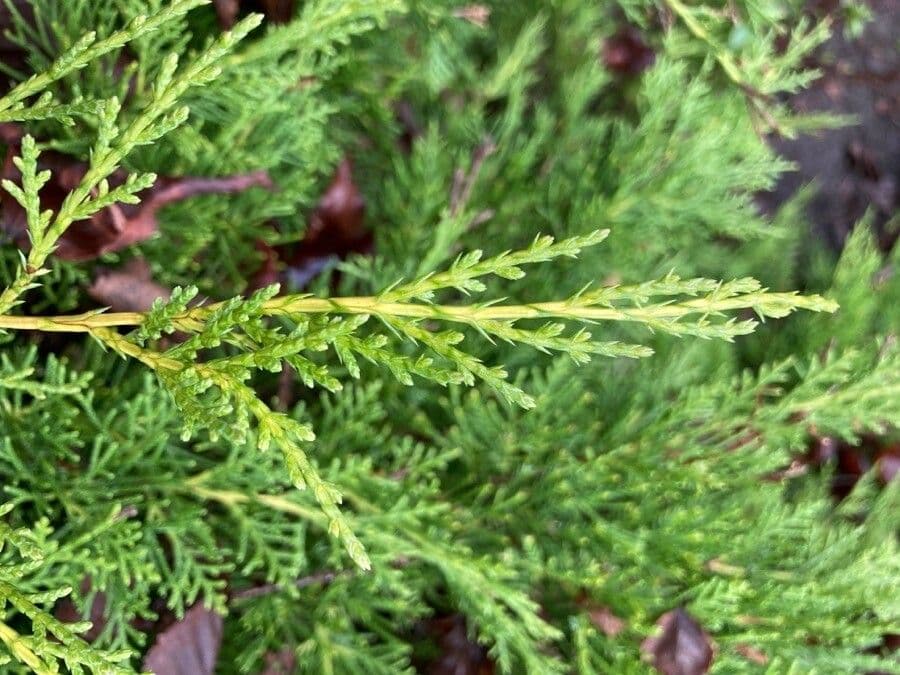 Atlantic white cypress 11