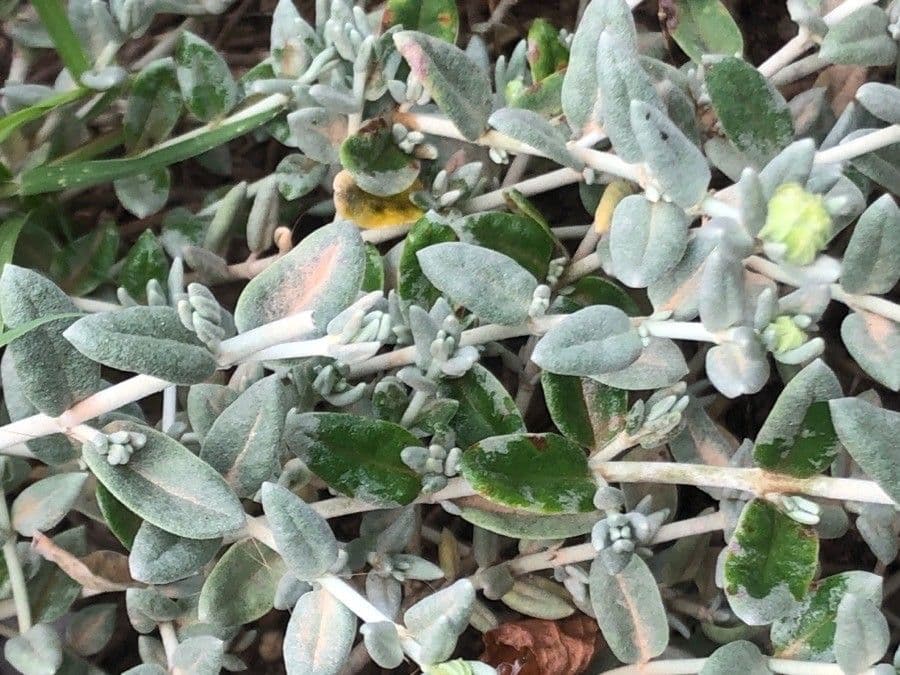 Cisto 11