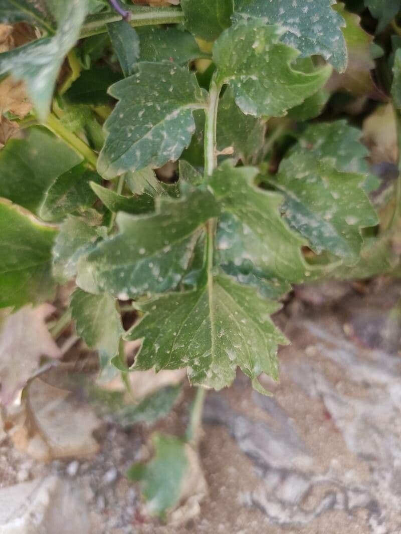 Petromarula 10