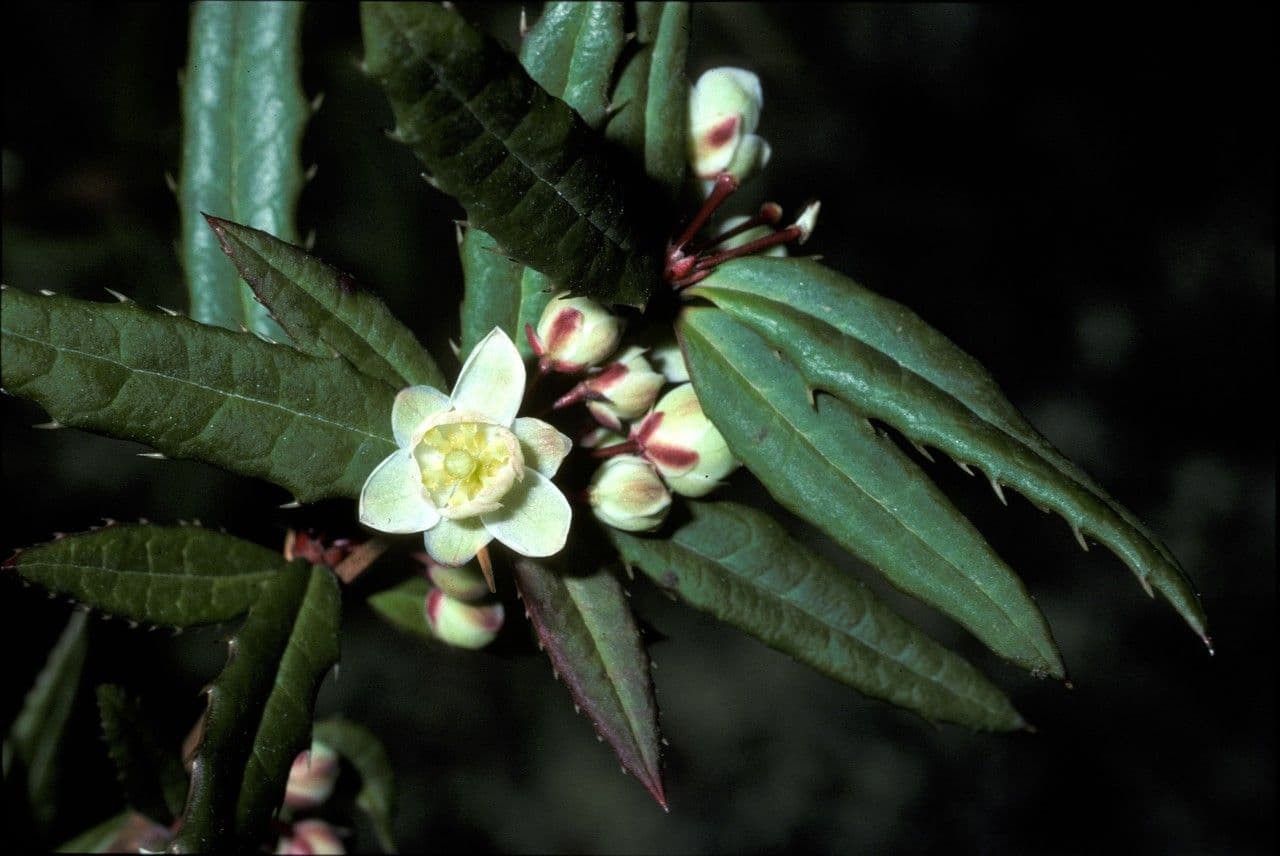 Berberys Sargenta 2