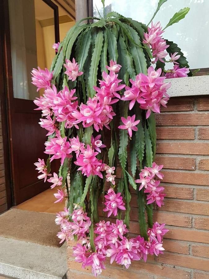 Cactus 3