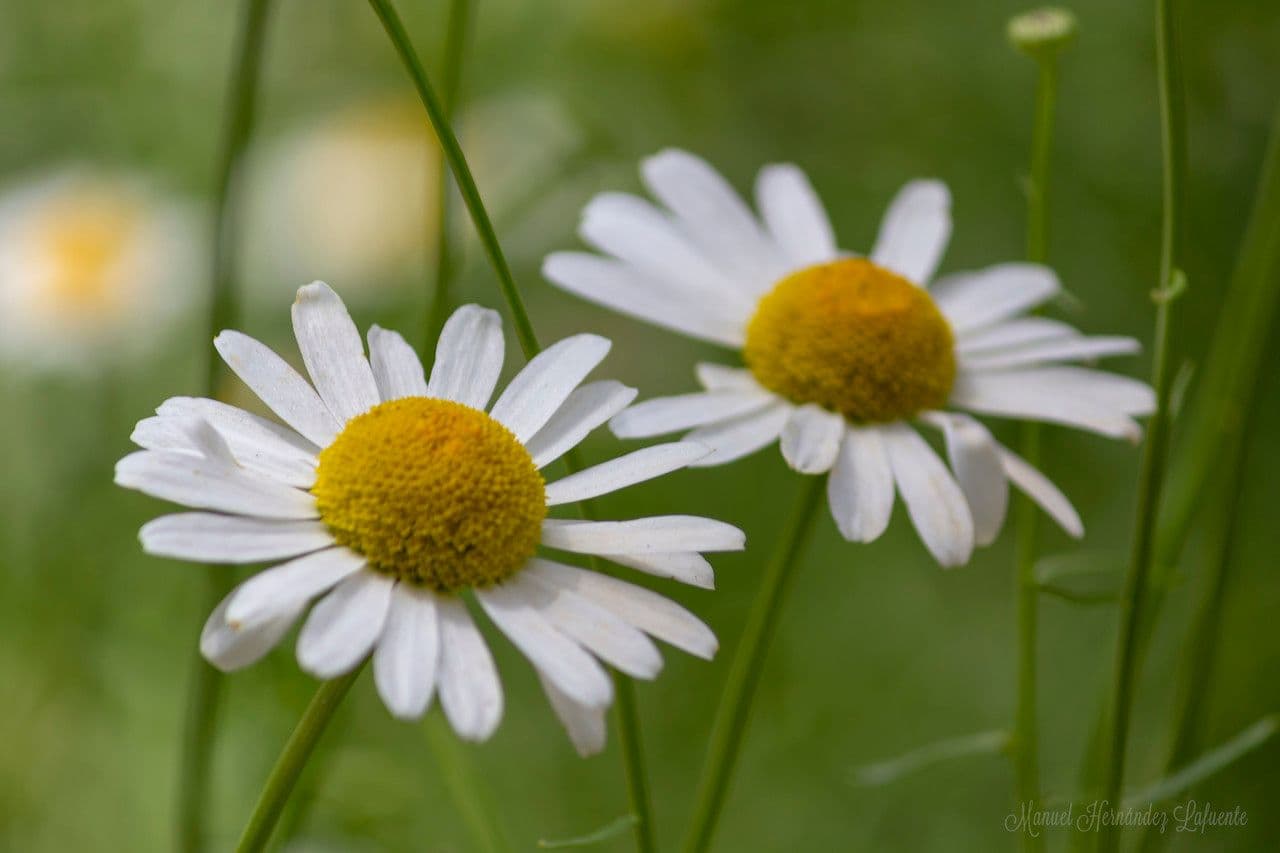 Leucanthemum gracilicaule 2