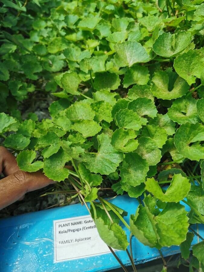 Centella asiatica 14