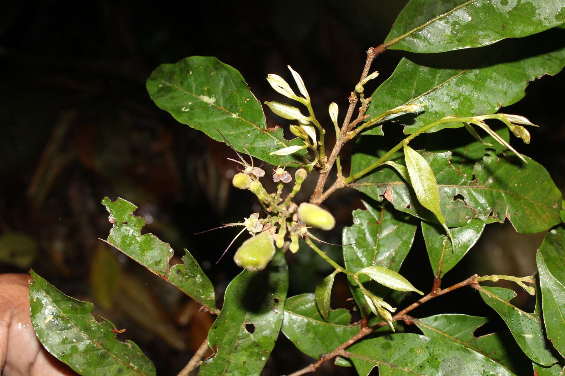 Hirtella triandra 5