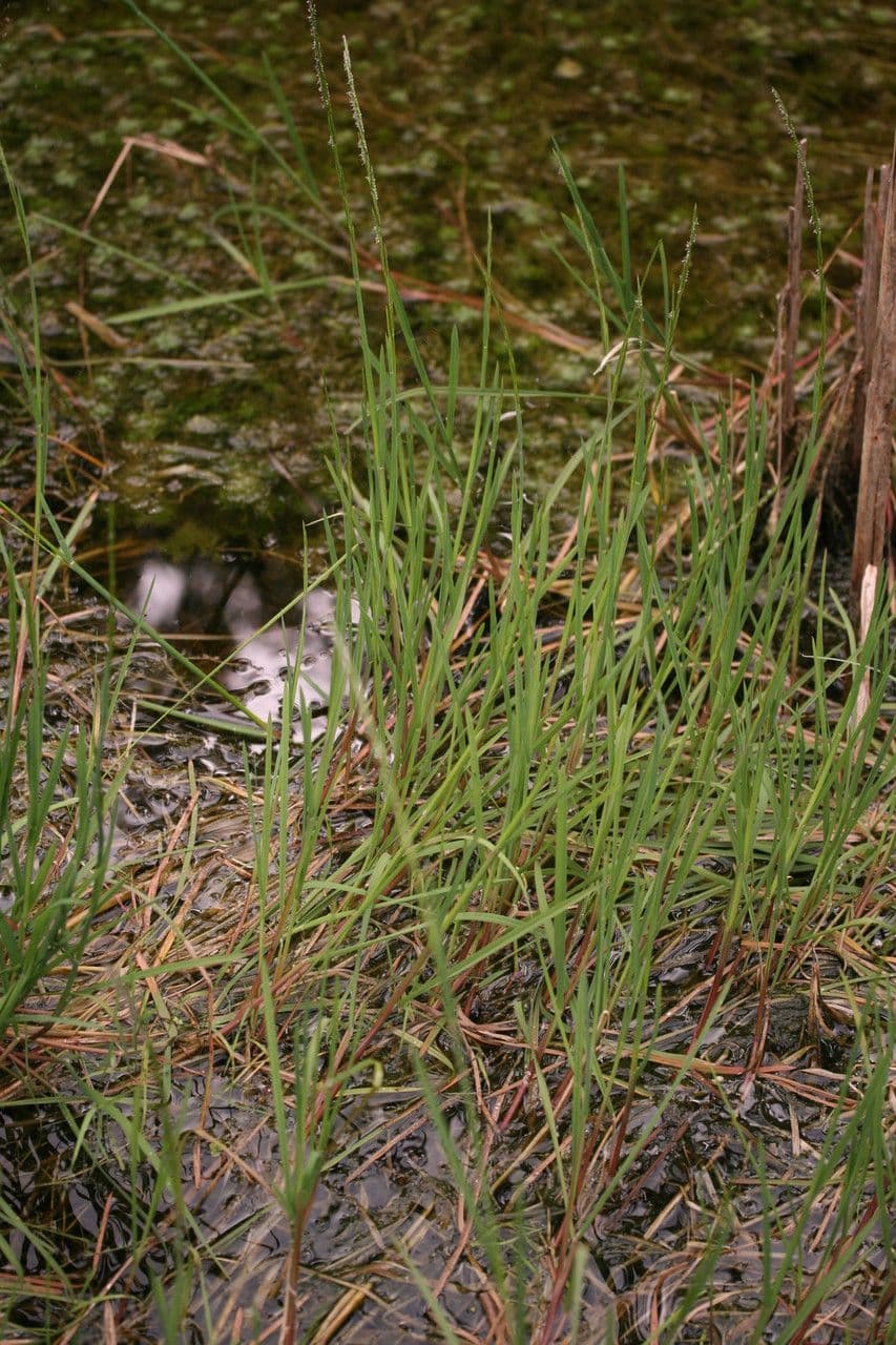 Parapholis strigosa 11