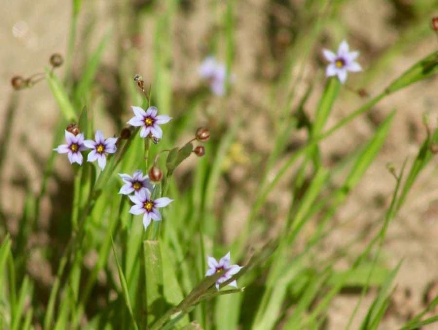 Sisyrinchium 2