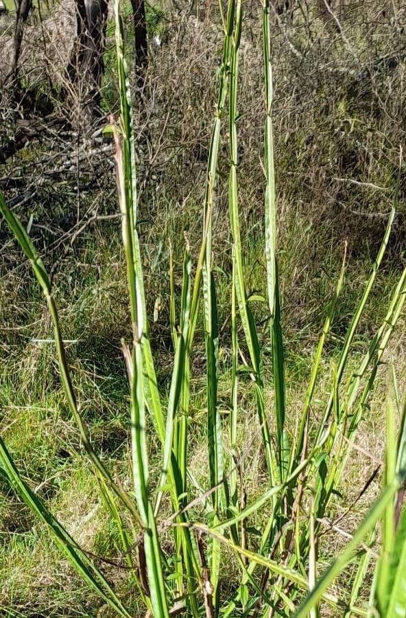Baccharis 6