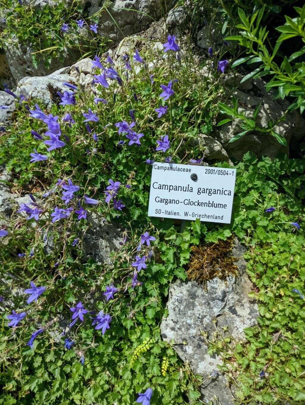 Gargano campanella 7