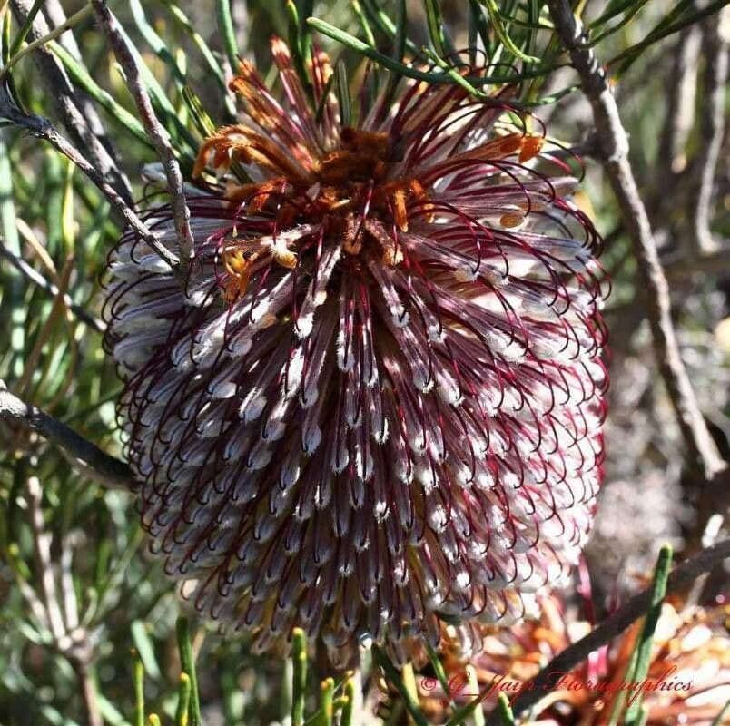 Banksia