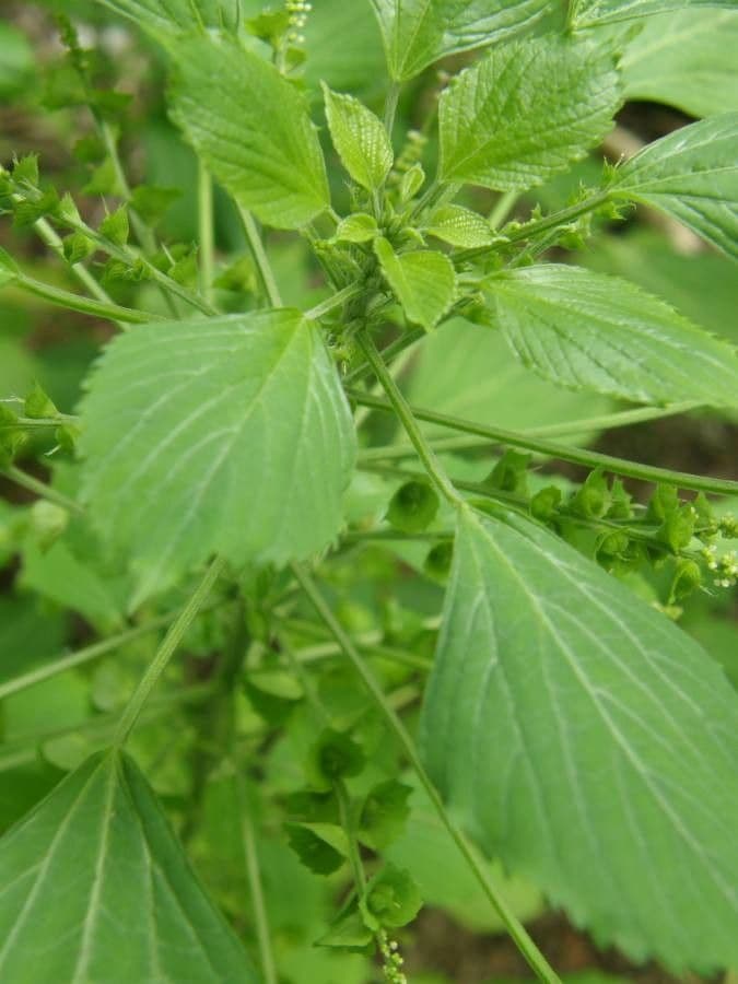 Acalypha a spiga grande 12