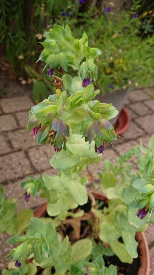 Cerinthe maggiore 22