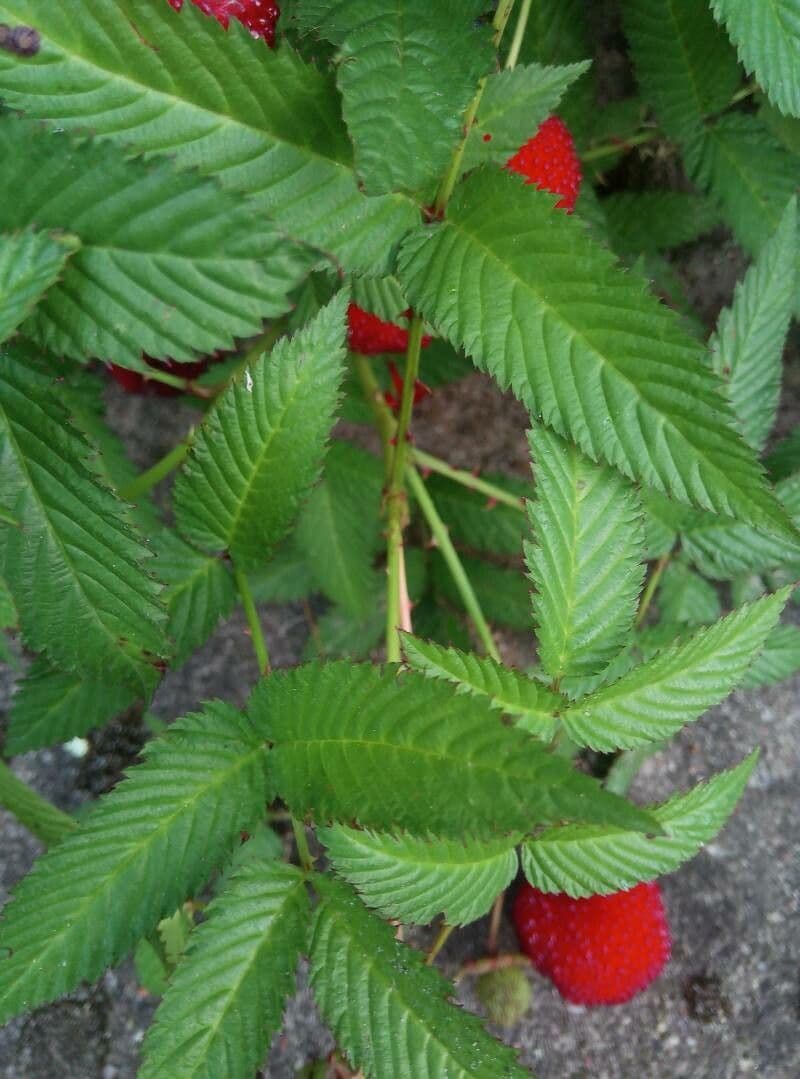 Rubus illecebrosus