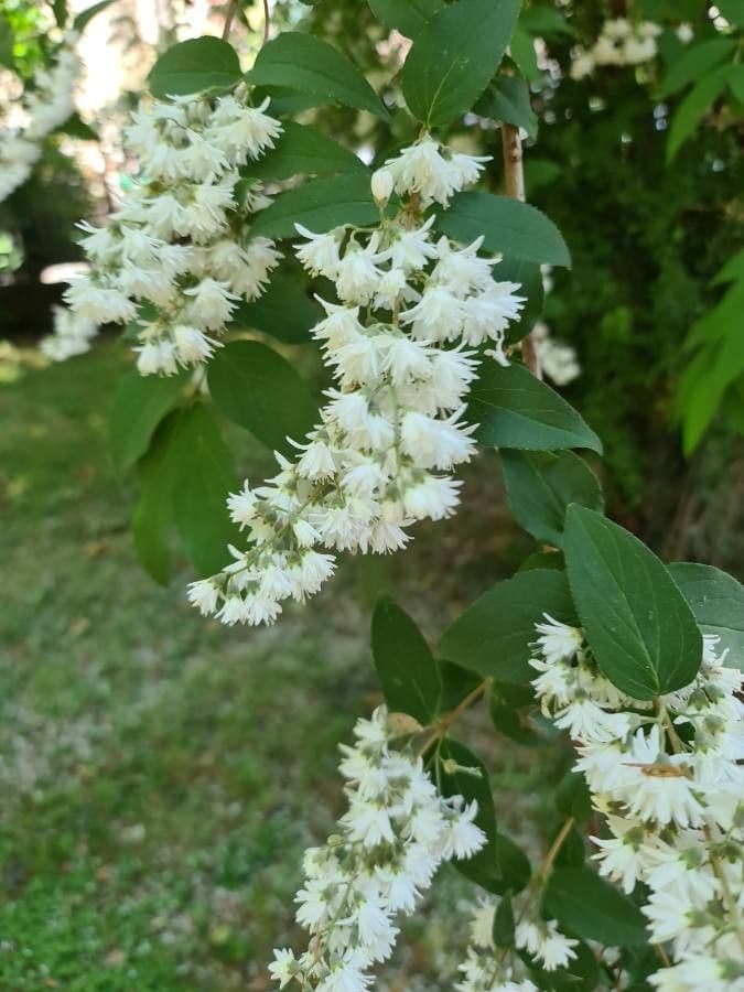 Deutzia 7
