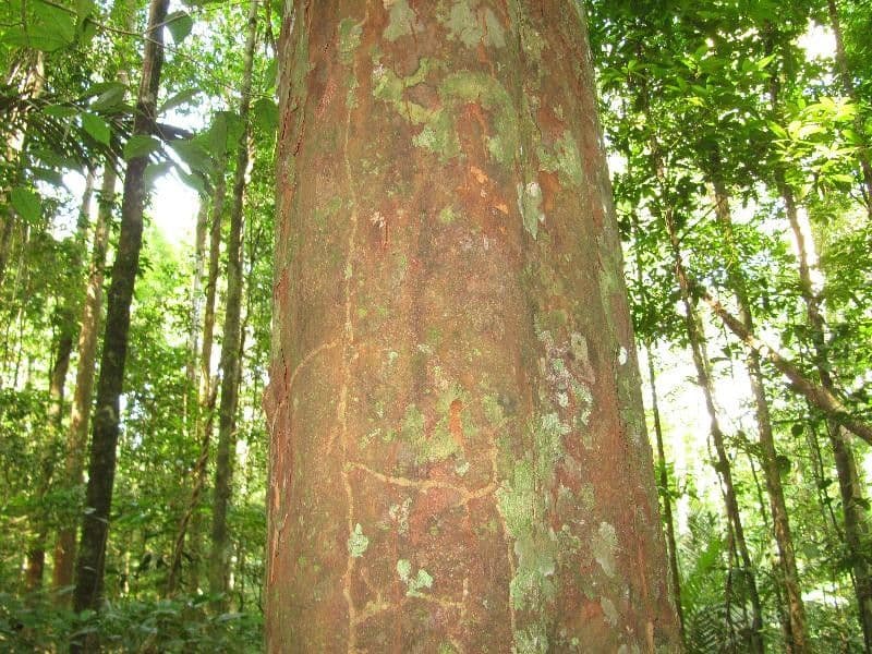 Chrysophyllum 9