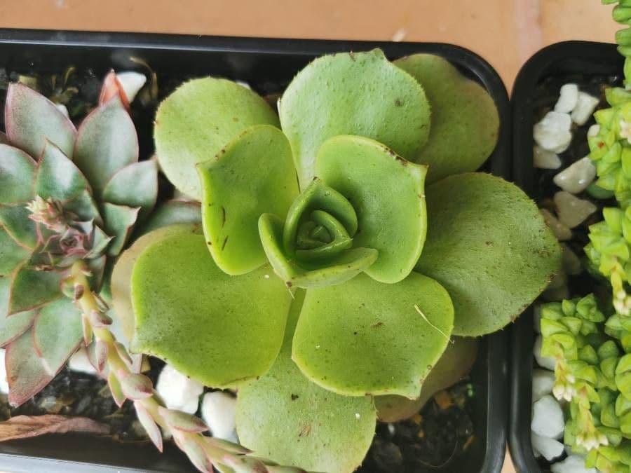 Aeonium nobile 12