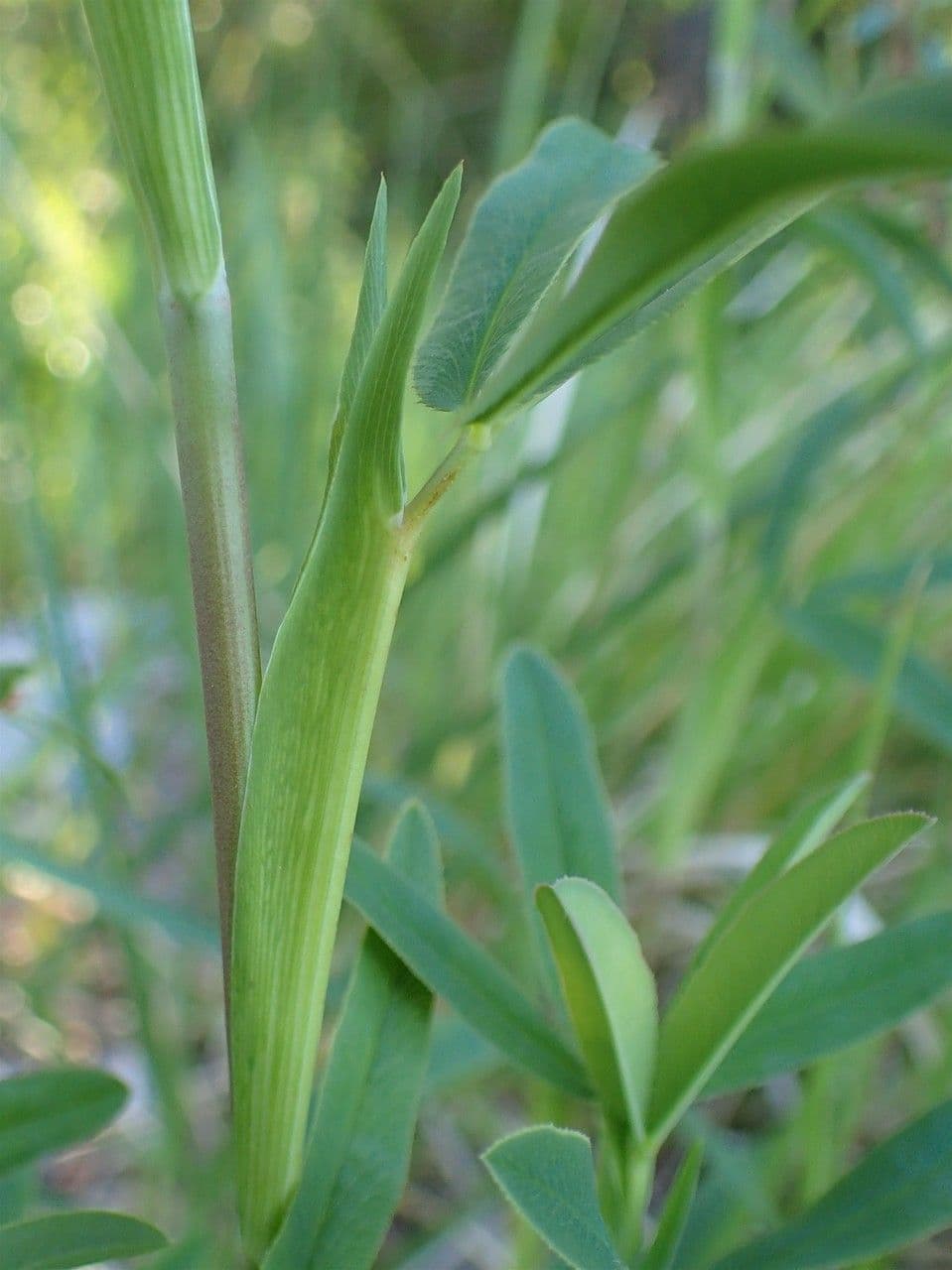 Trifoglio rossastro 23