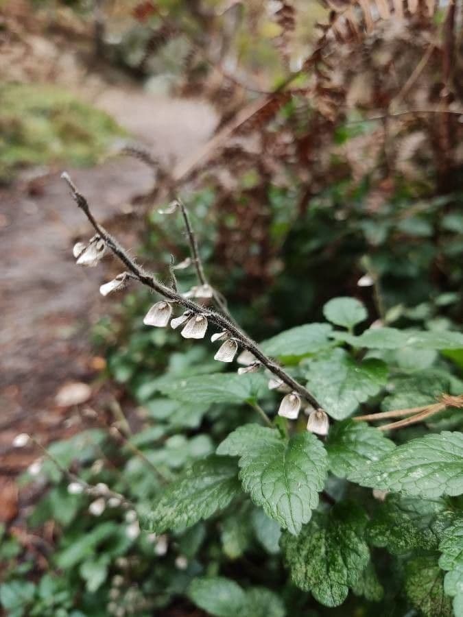 Scutellaria altissima 3