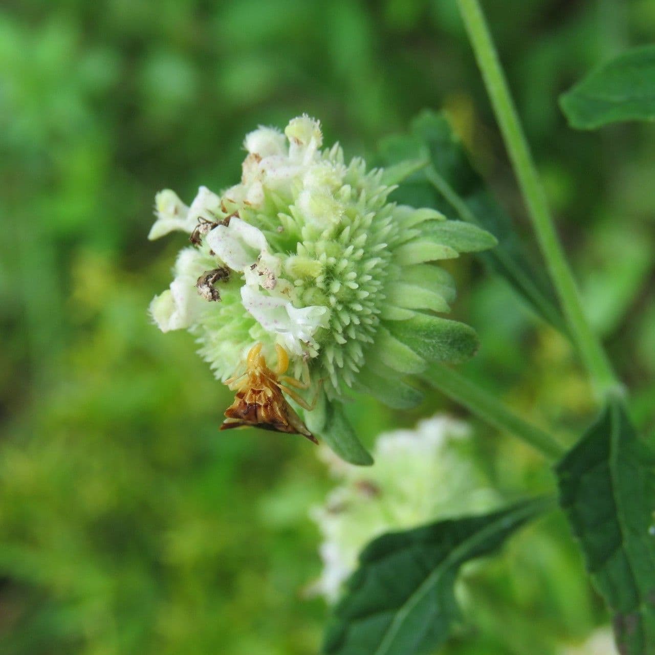 Hyptis alata 6