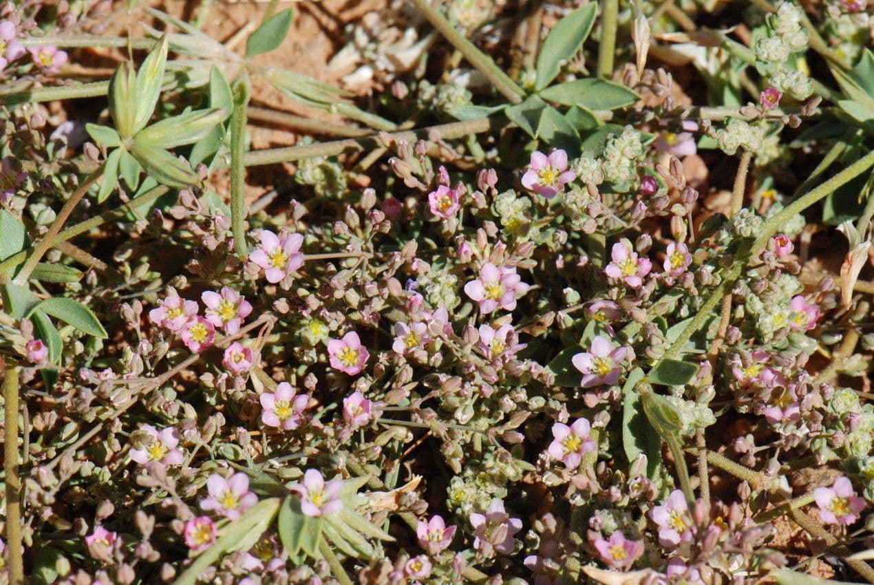 Polycarpaea 10