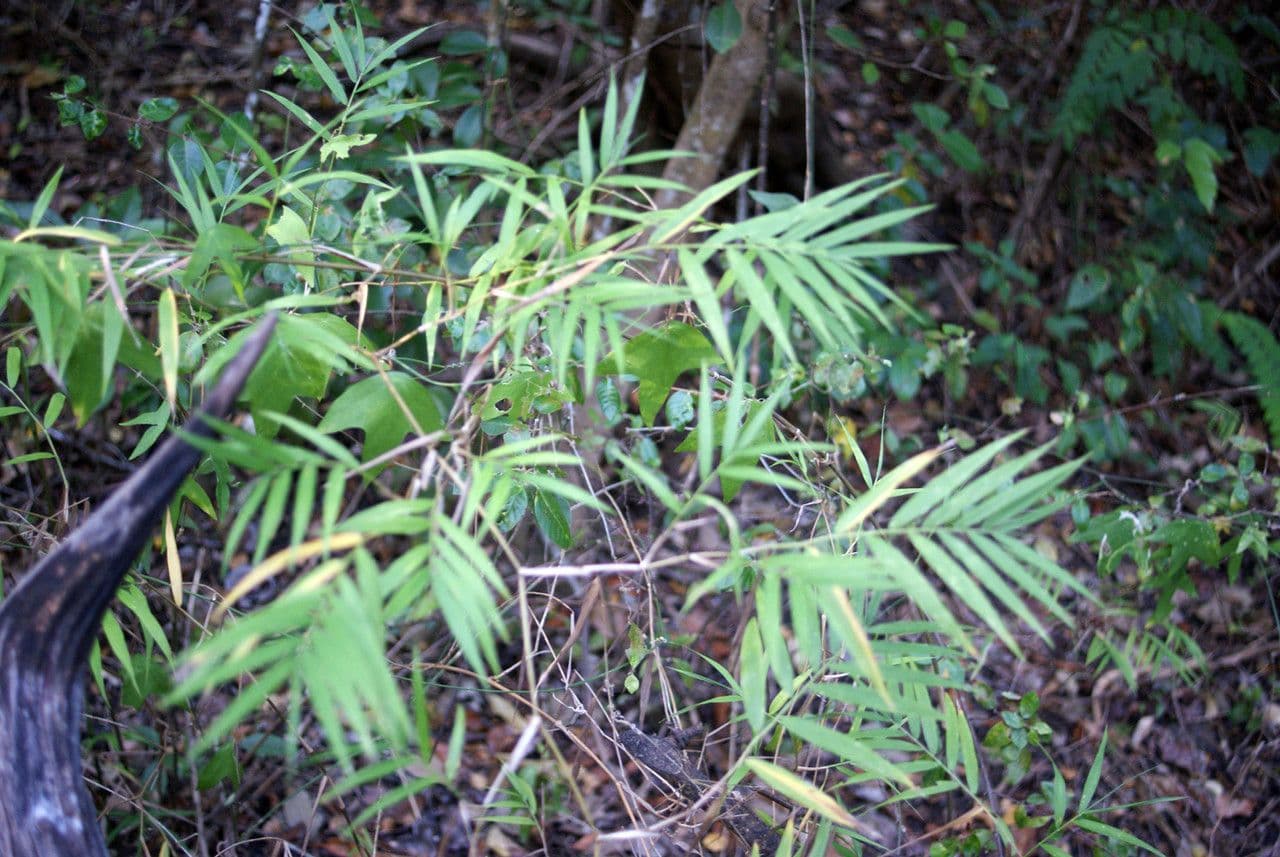 Breitbuschige Lasiacis 8