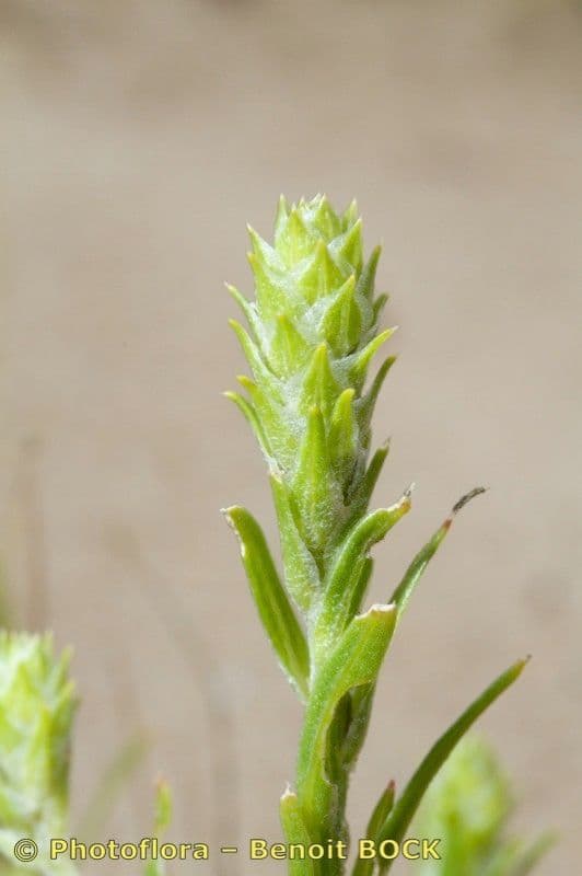 Corispermum di Pallas 3