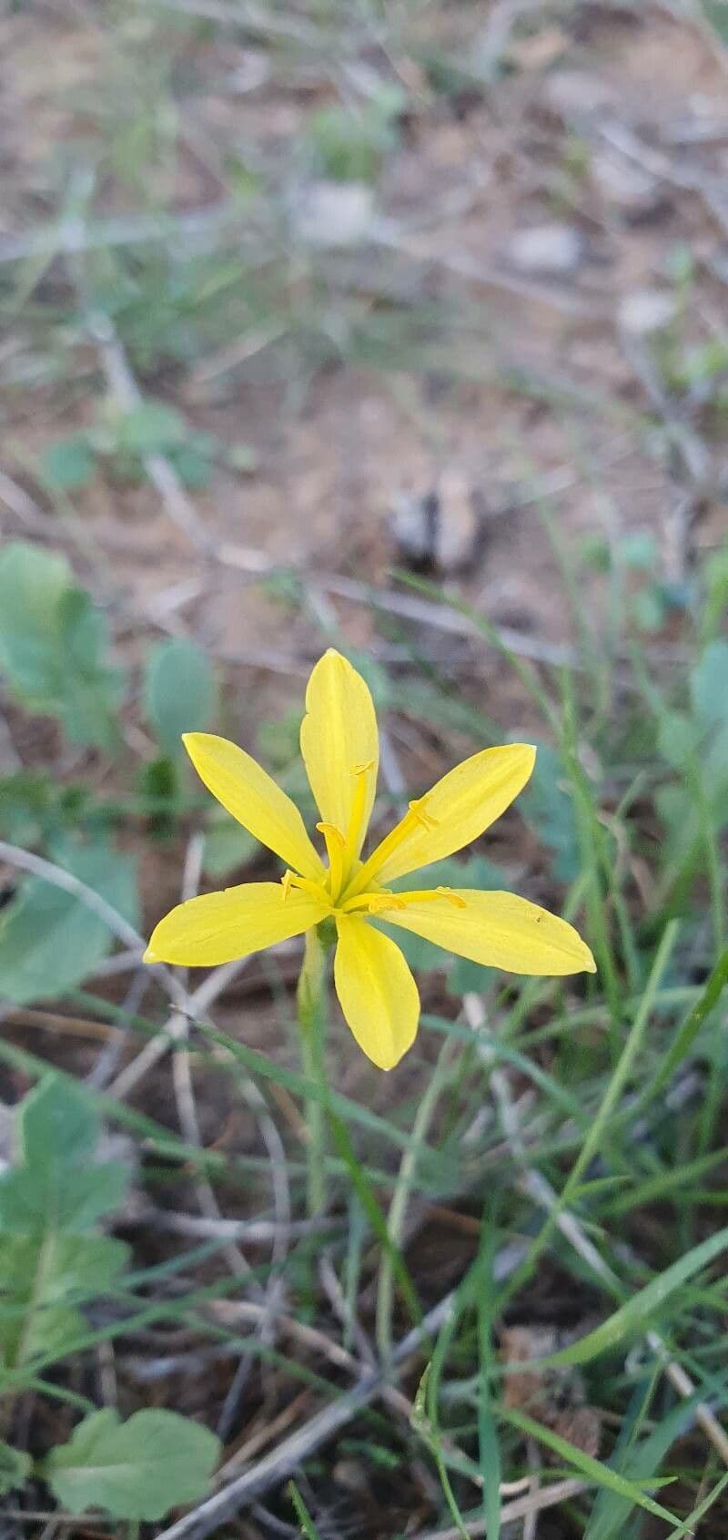 Narciso 2