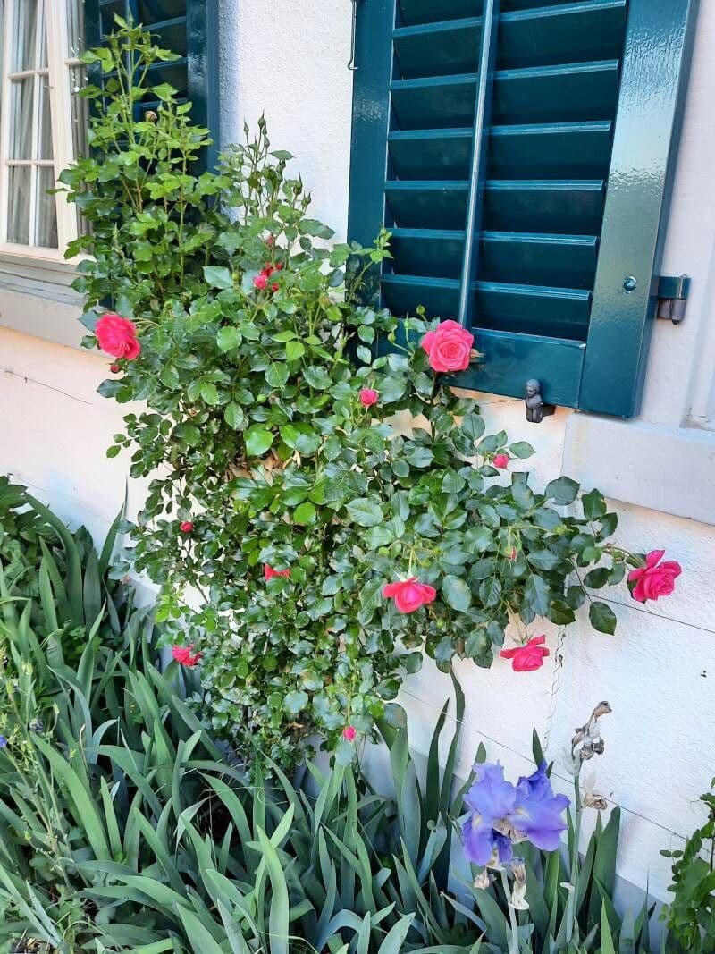 Rosa 12