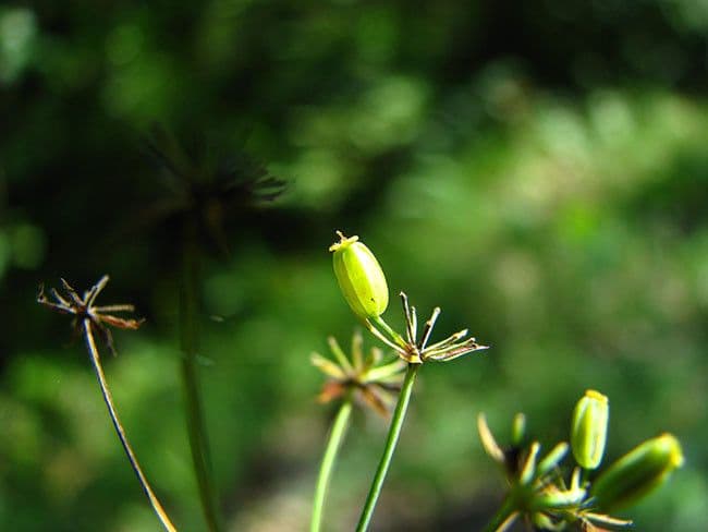 Bupleuro falcato