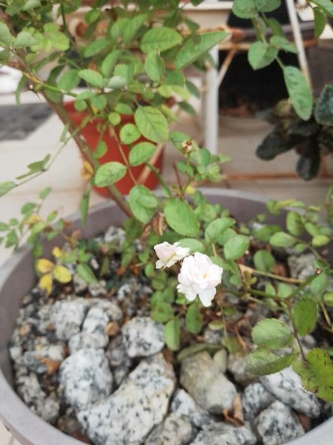 Moschus-Rose 17