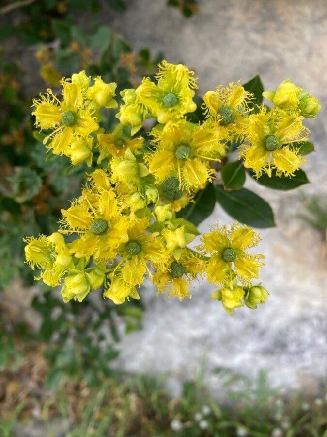 Ruta chalepska 6