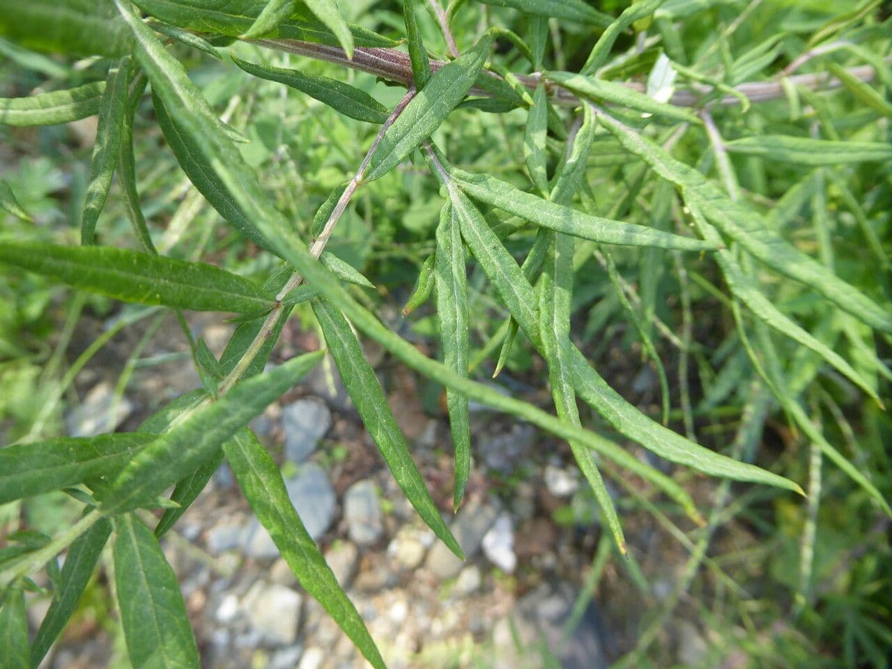 Bylica Verlota 17